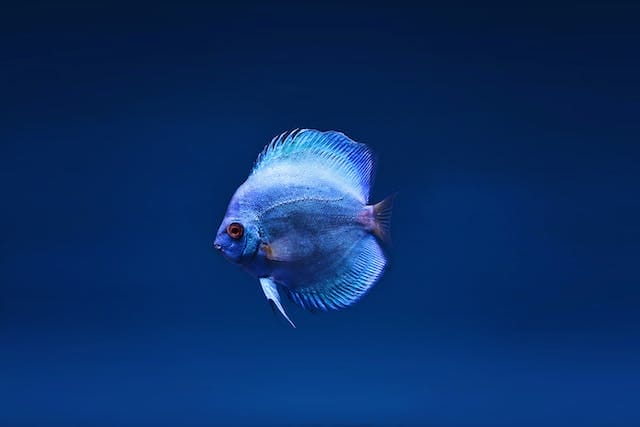 Freshwater Fish Compatibility: Tips for Creating a Harmonious Aquarium