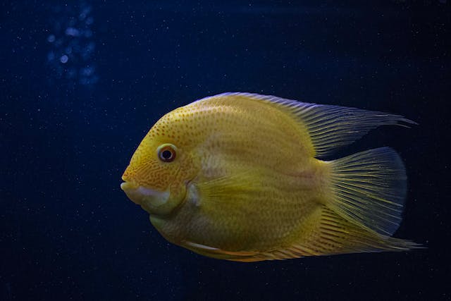 Introducing New Fish to Your Established Tank: A Friendly Guide