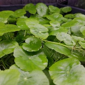 Brazilian Pennywort: A Guide to Successful Growth
