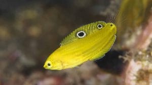 common freshwater fish