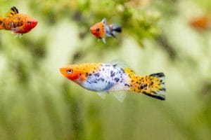 identifying freshwater fish