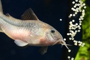 aquarium fish breeding