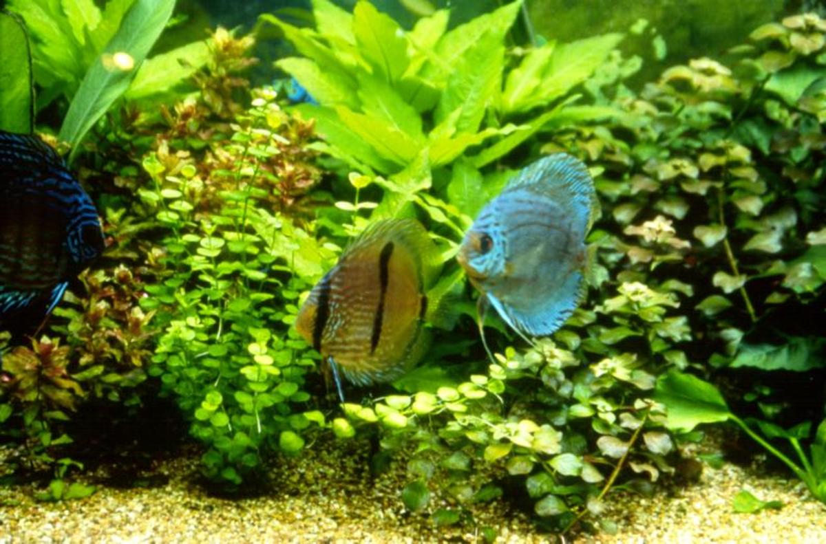 Prevent & Treat Common Aquarium Problems: Essential Tips for a Healthy Tank