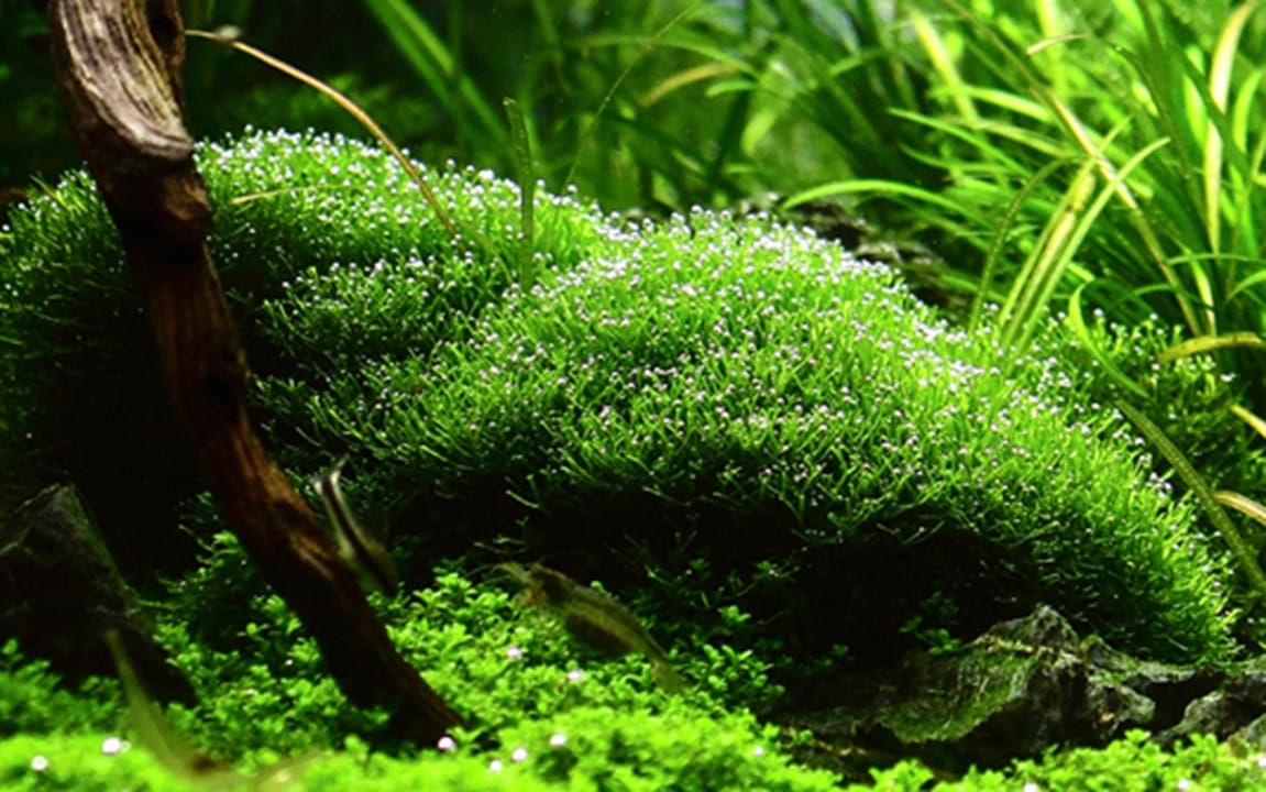 Crystalwort Riccia: Tips for Growing in Your Aquarium