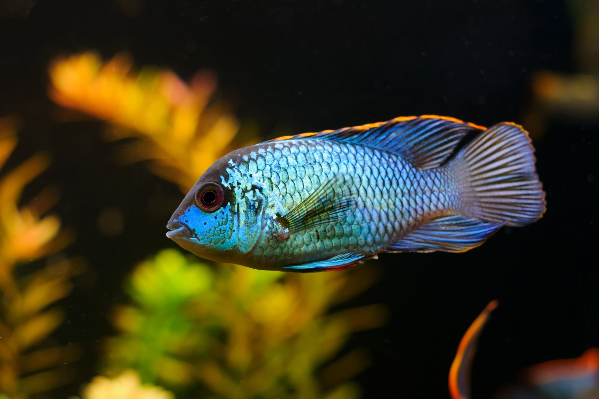 Electric Blue Acara Care: Tips and Profile