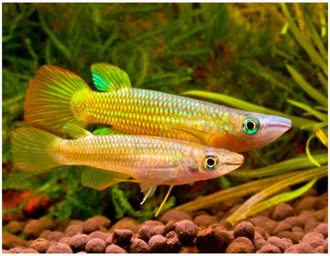 appearance of Golden Wonder Killfish