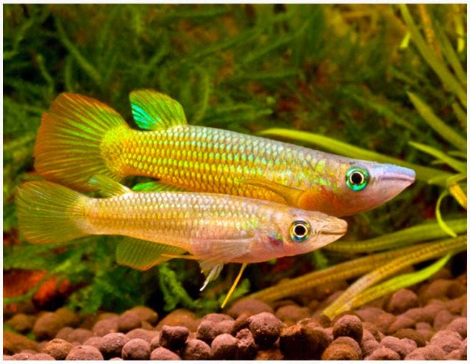 The Ultimate Guide to Killifish Care: Expert Tips and Tricks