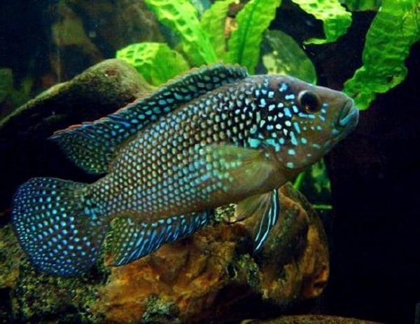 Jack Dempsey Fish: The Ultimate Guide