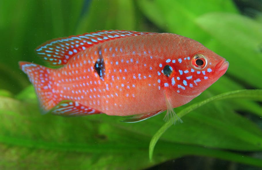 Jewel Gourami: The Sparkling Beauty of Aquatic World