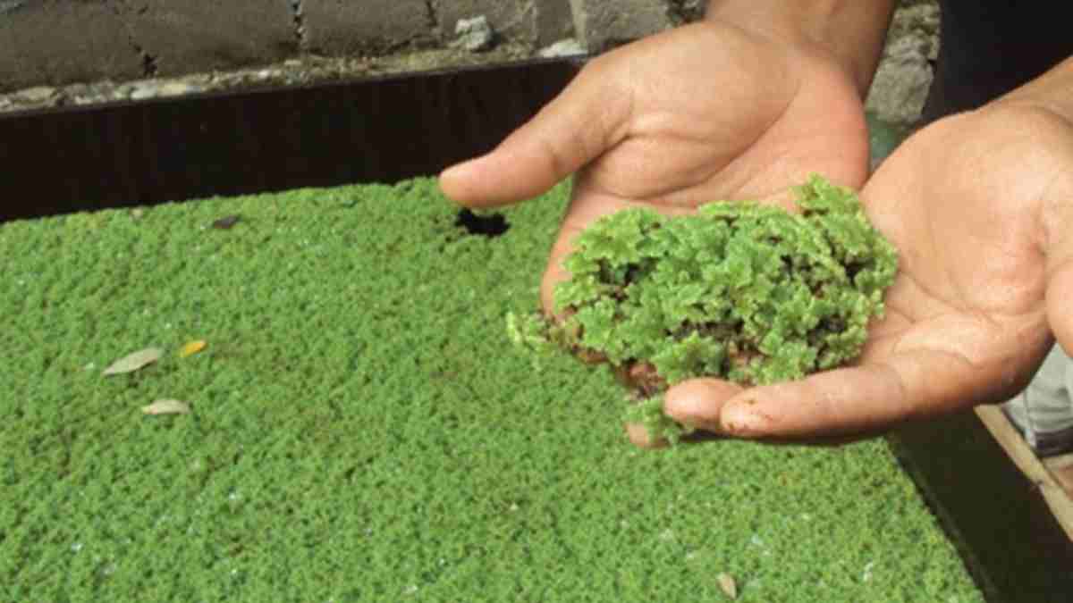 Discover the Wonders of Azolla: The Tiny Floating Fern