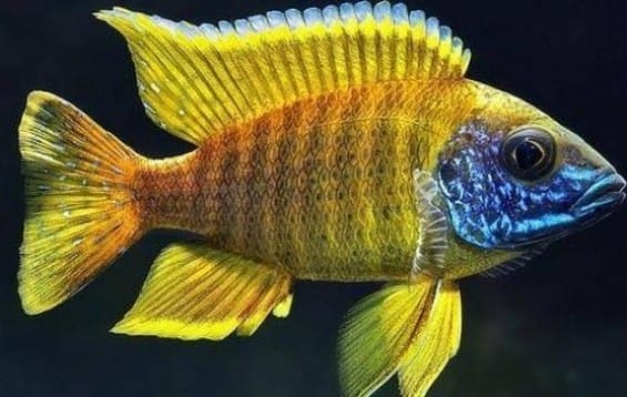 Everything You Need To Know About Peacock Cichlid