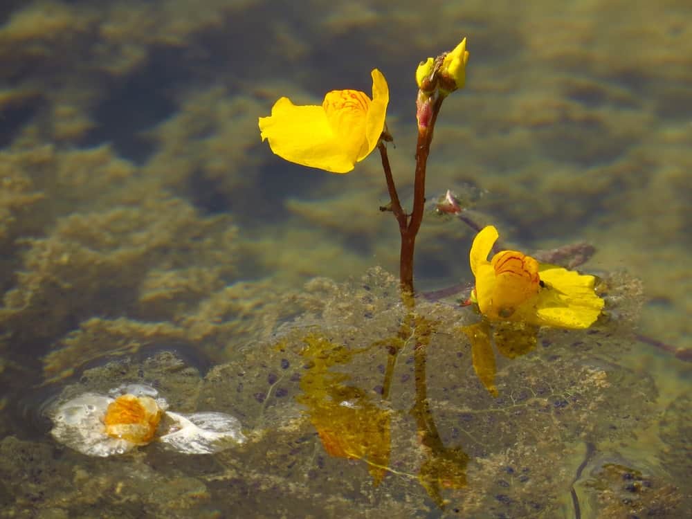 Floating Bladderwort: Care Tips and Facts