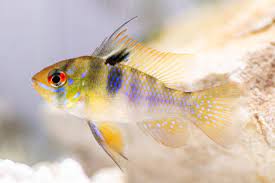 German Blue Ram Care: Essential Tips for Success