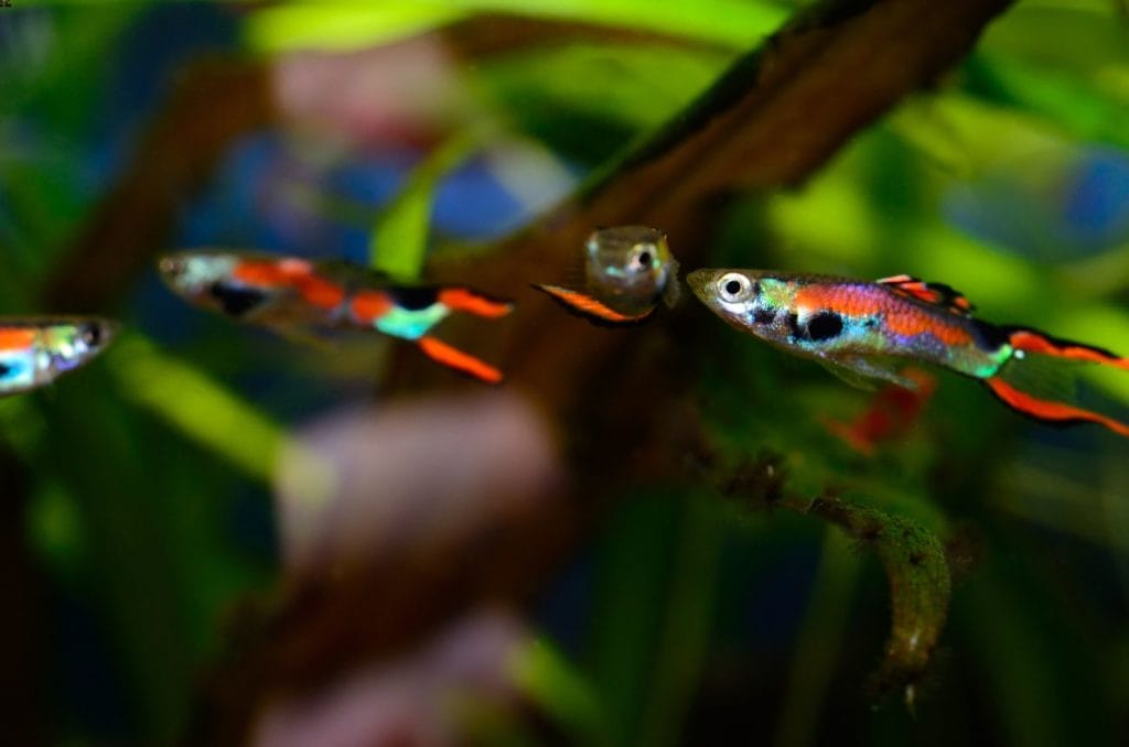Endler’s Livebearer Care Tips for Beginners: Expert Guide