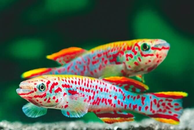 Appereance Killifish