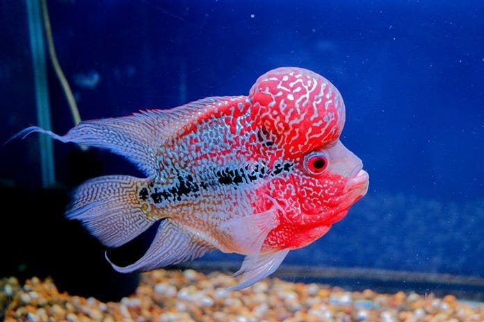All You Need to Know About Flowerhorn Cichlid