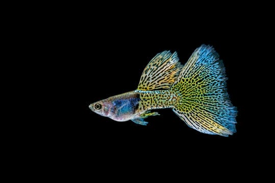 Fancy Guppies: A Beginner’s Guide to Colorful Fish