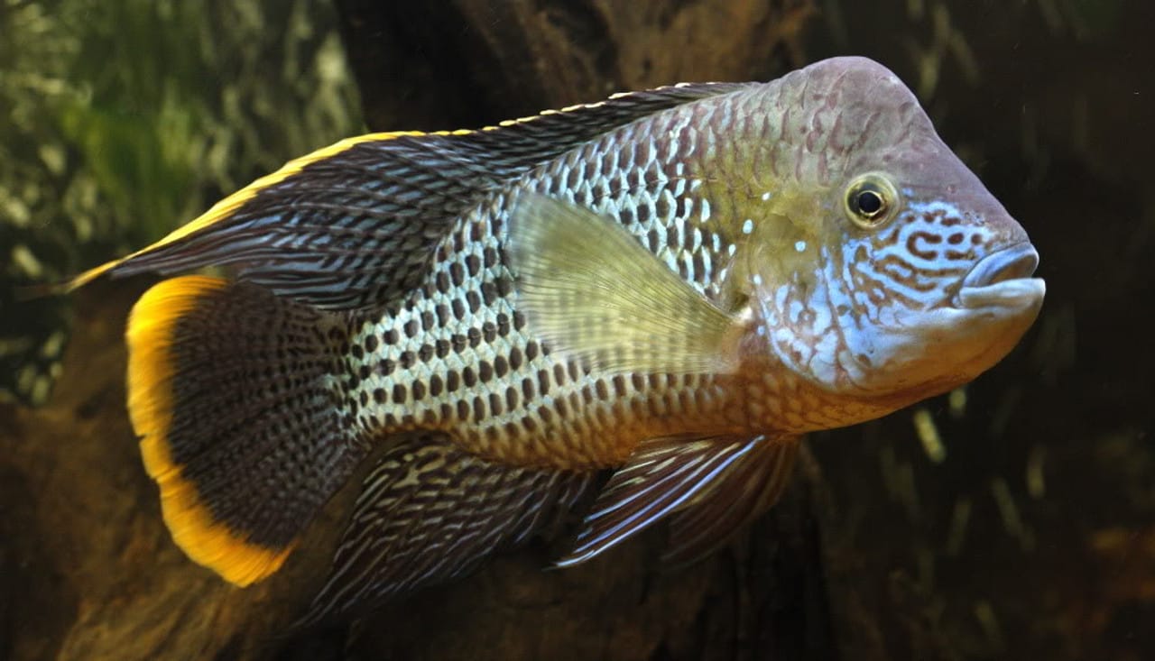 Green Terror Cichlid Care: Tank Size Guide