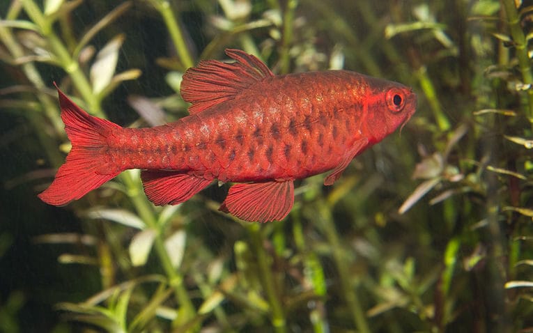 Complete Guide to Cherry Barb Care