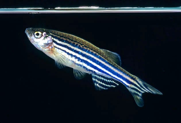White blue Zebra Danios