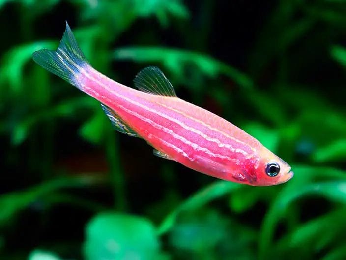 red pinkish Zebra Danio