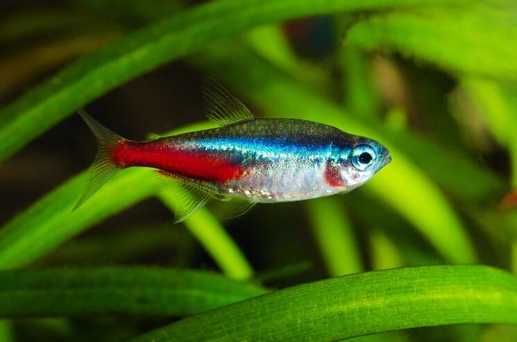 Discover Neon Tetra Fish Traits