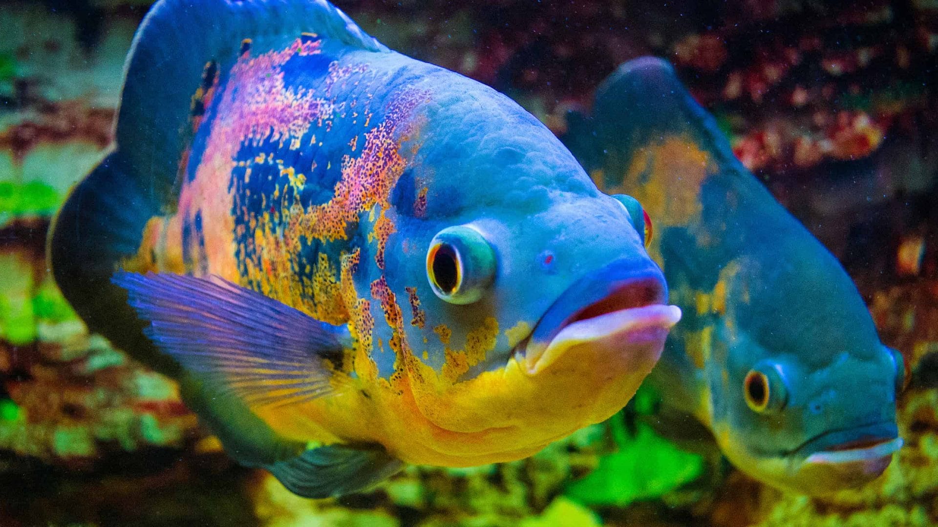 Everything You Need To Know About Oscar Fish Care