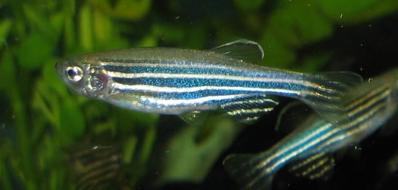 Zebra Danio in the tank