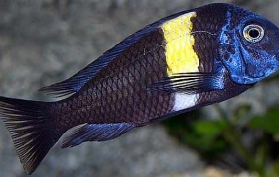 Appearance of Duboisi Cichild