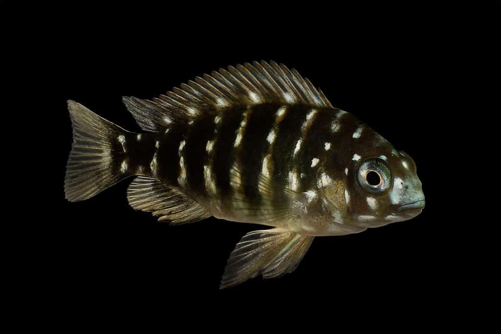 Appearance of Duboisi Cichild