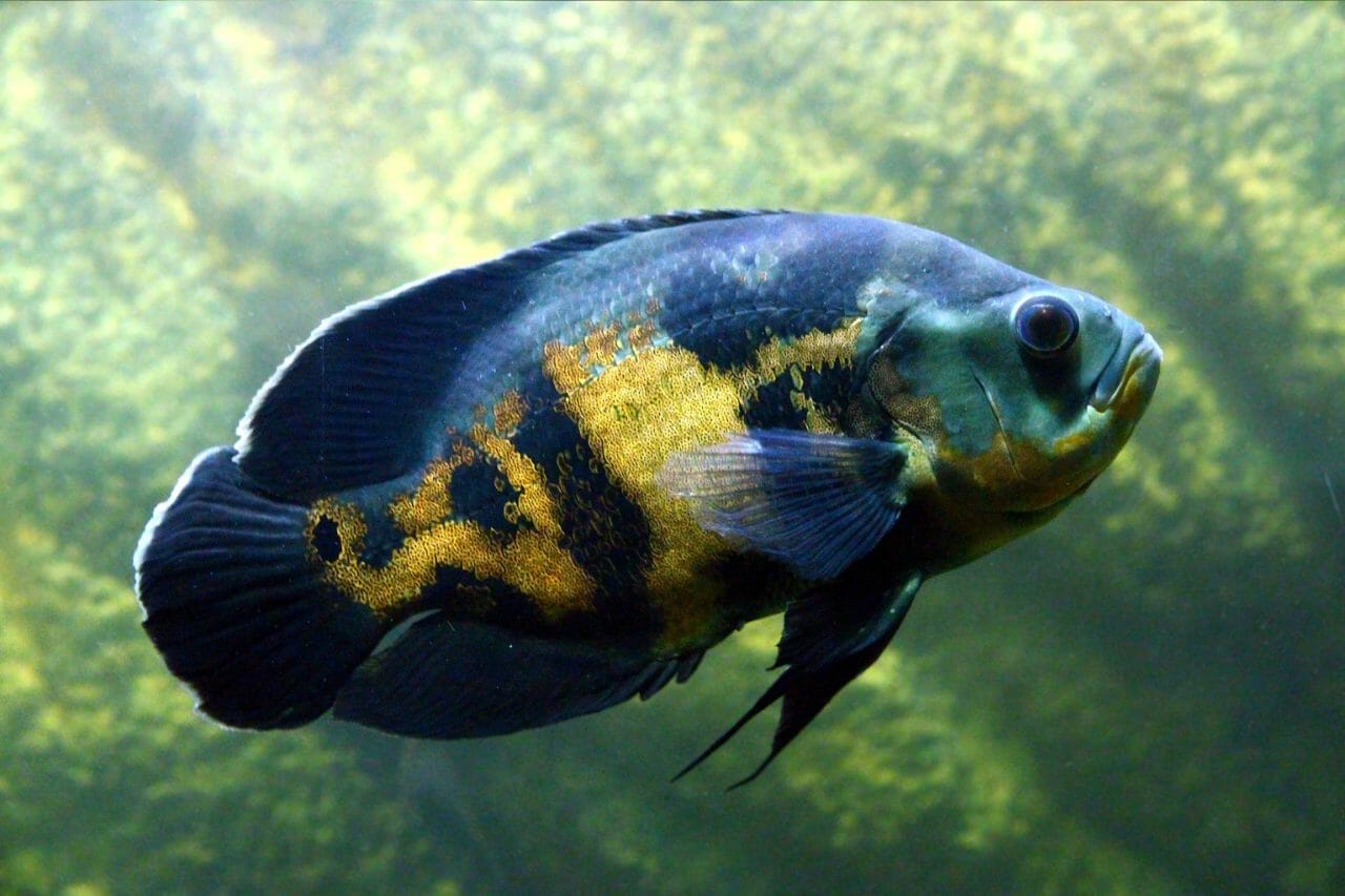 Appearance of Duboisi Cichild