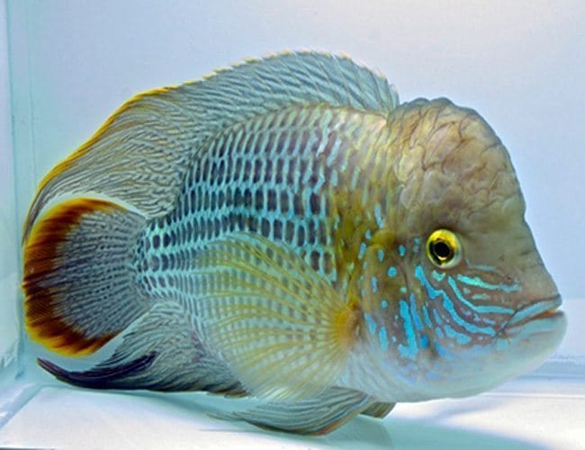 Appearance of Green Terror Cichild