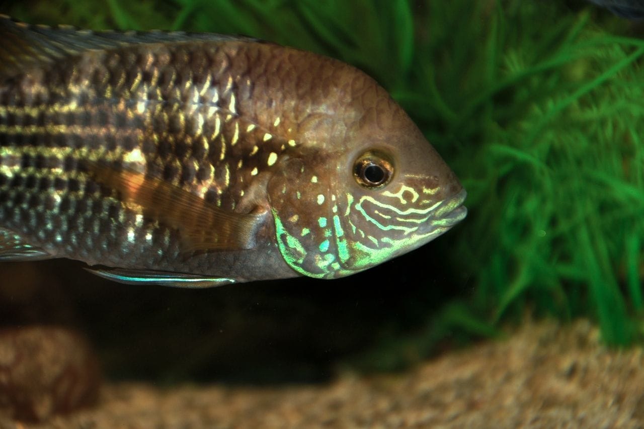 Appearance of Green Terror Cichild