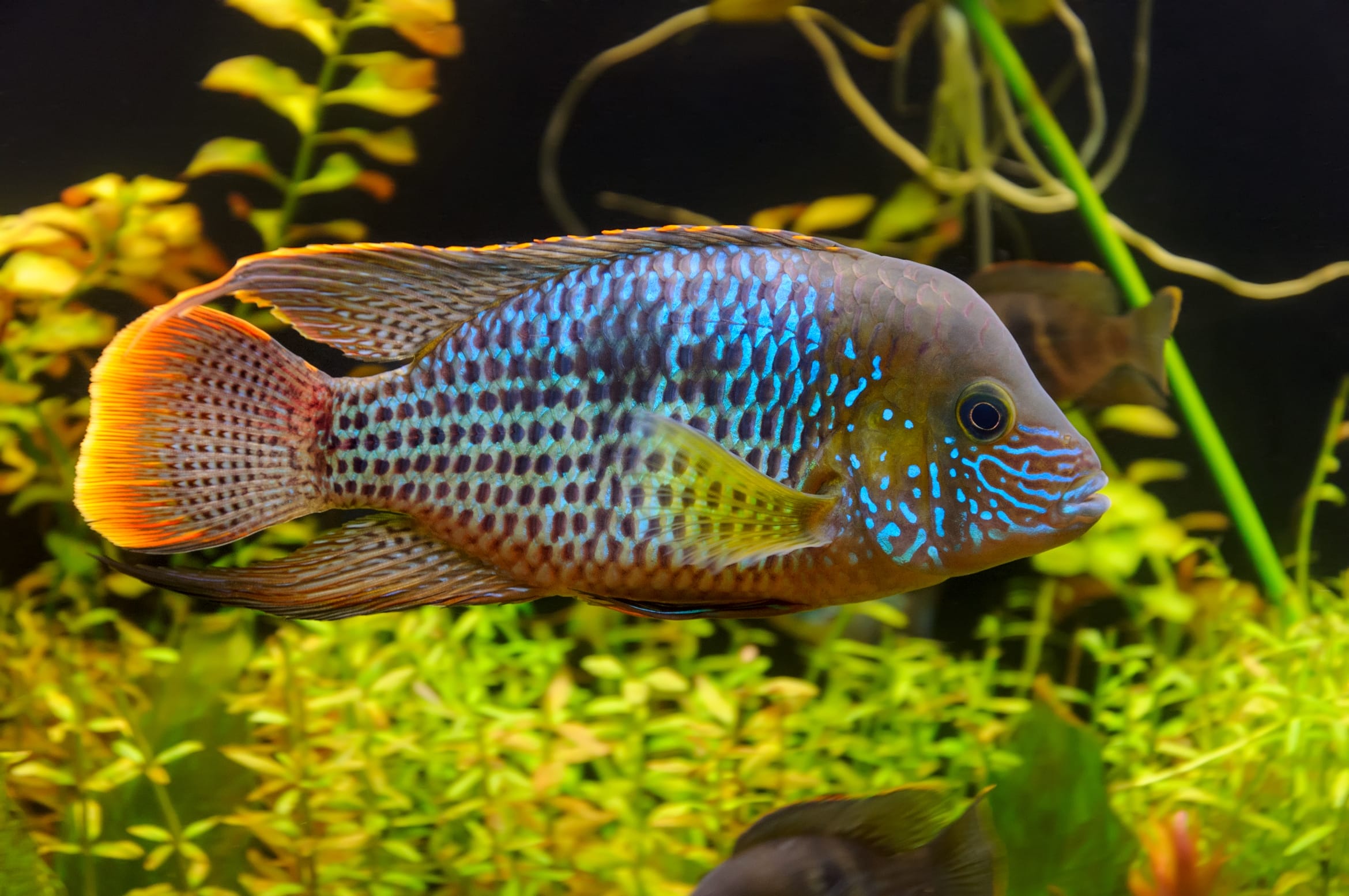 Appearance of Green Terror Cichild