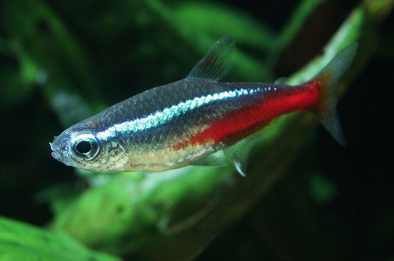 Apereance Neon Tetra Fish
