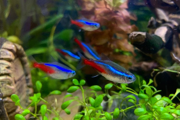 Apereance Neon Tetra Fish