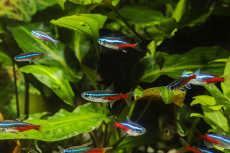 Apereance Neon Tetra Fish