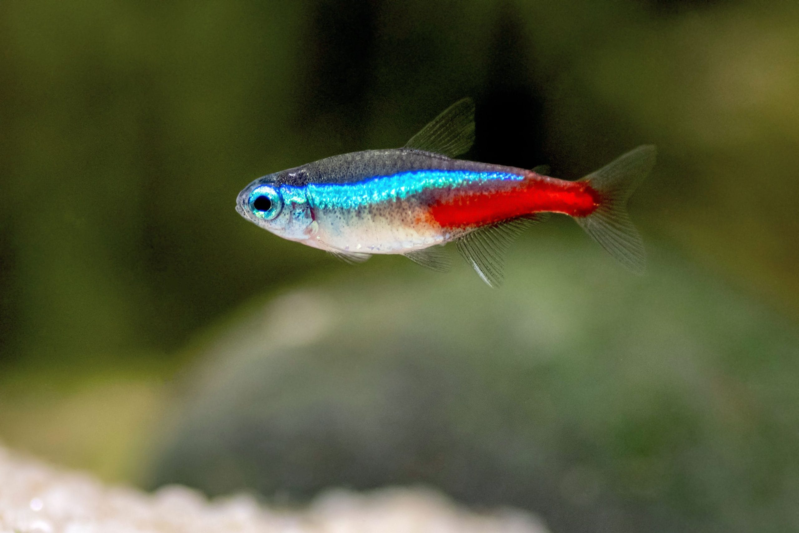 Apereance Neon Tetra Fish