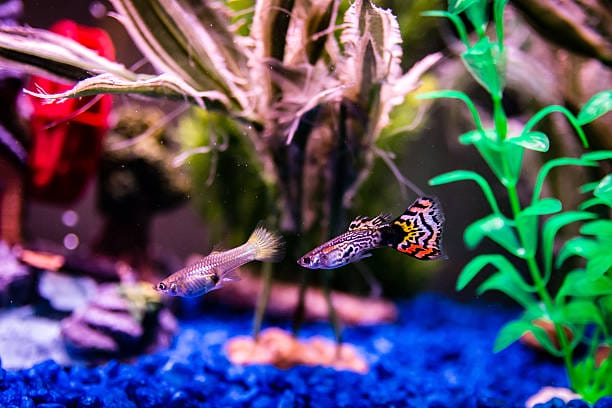 Appearance of Fancy Guppies in the tank