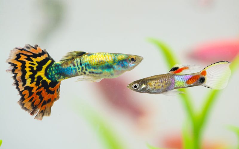 Appearance of two Fancy Guppies in the tank