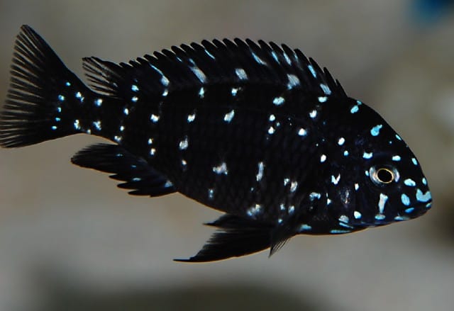 Appearance of Duboisi Cichild