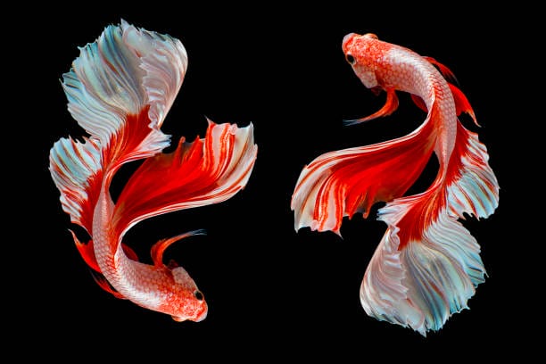 Betta Fish: A Colorful World Unveiled