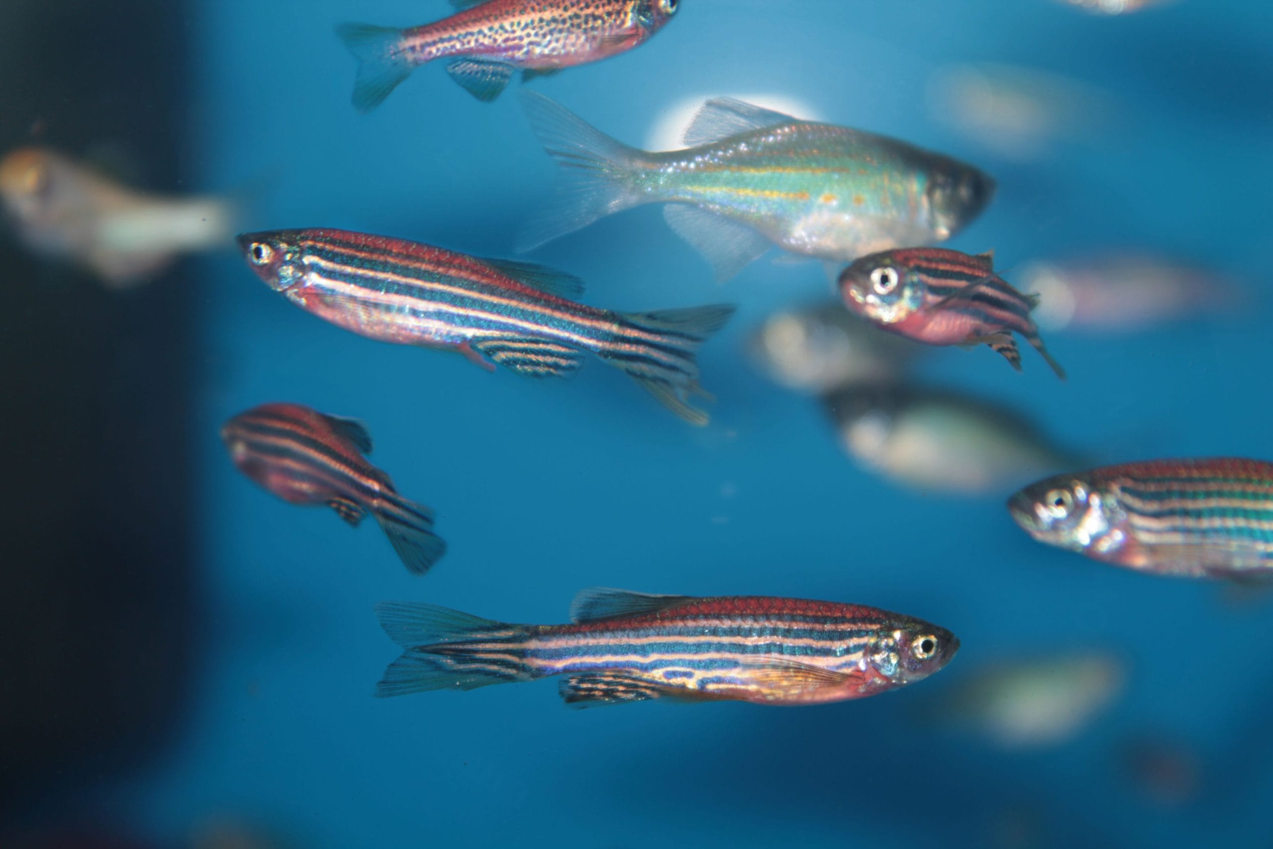 Zebra Danio Care: Tank, Diet, Breeding Tips