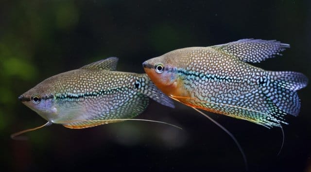 Pearl Gourami Care Guide for Beginners