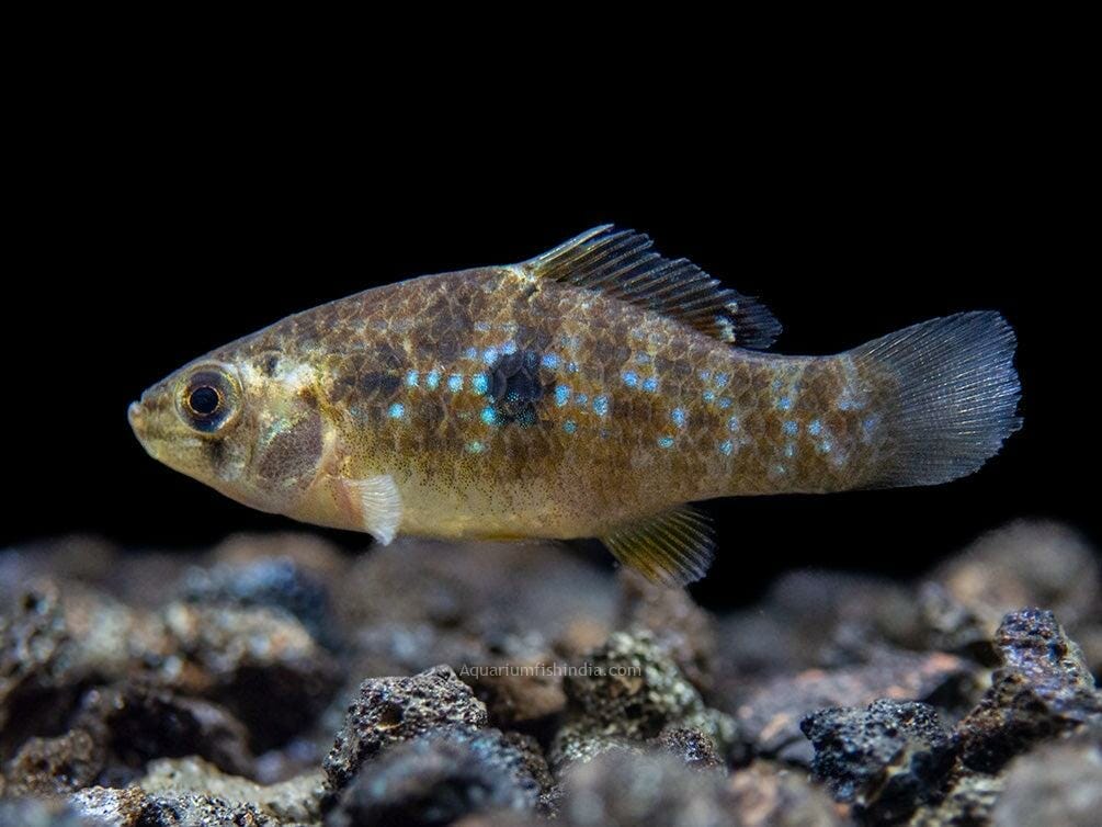 Florida Flag Fish: Facts & Care Tips