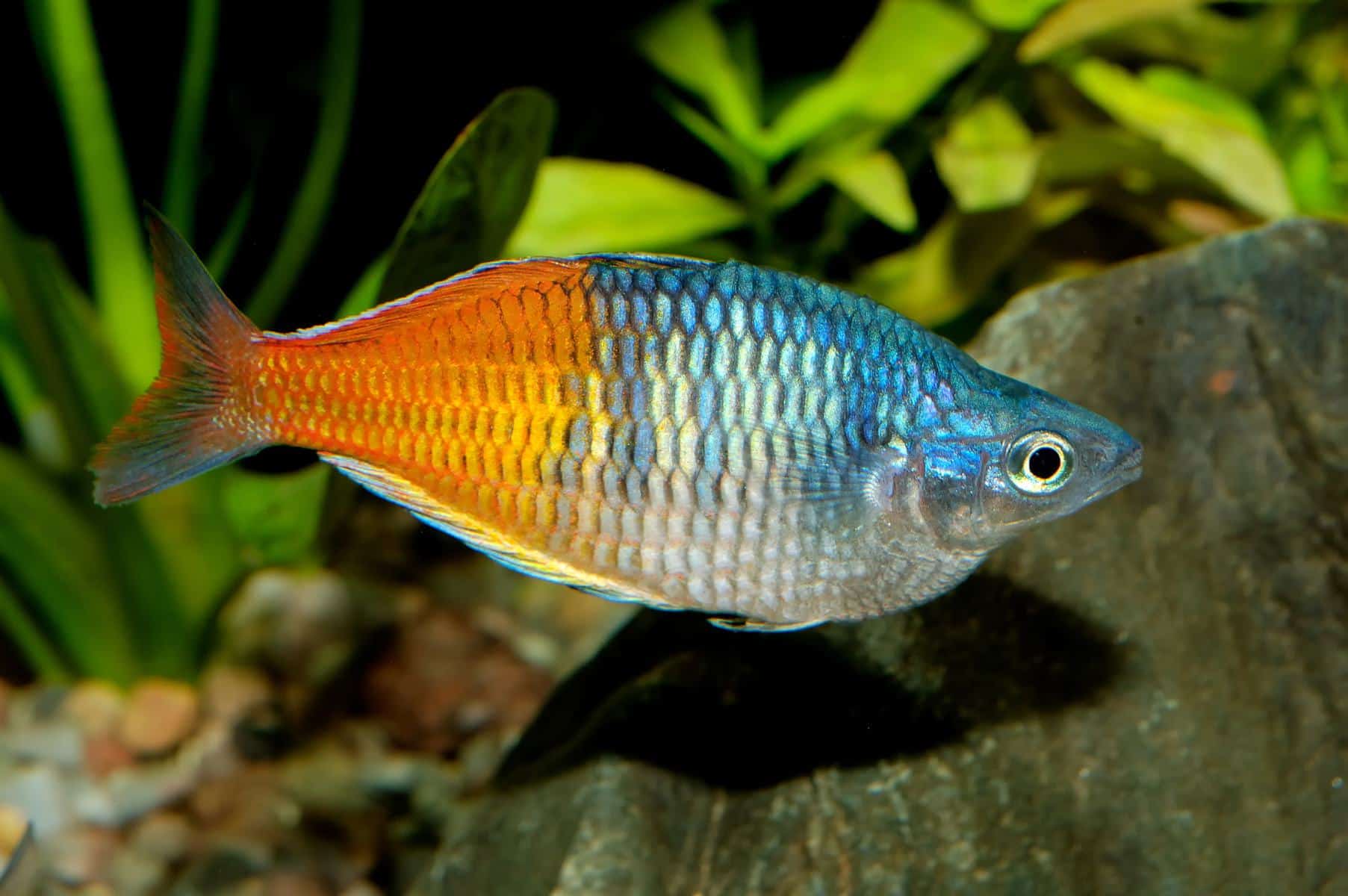 The Beauty of Boeseman’s Rainbowfish