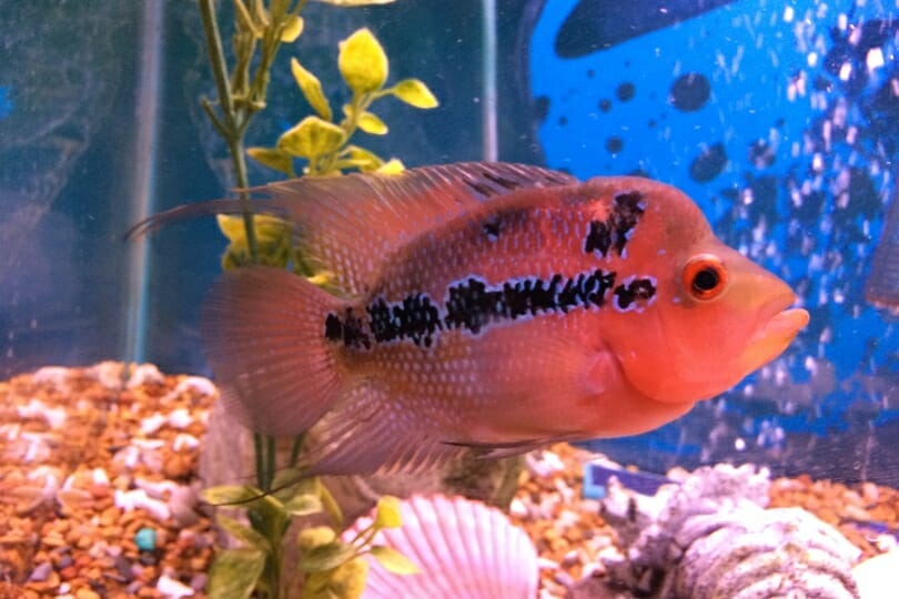 Redhead Cichlid: A Colorful Addition to Your Tank