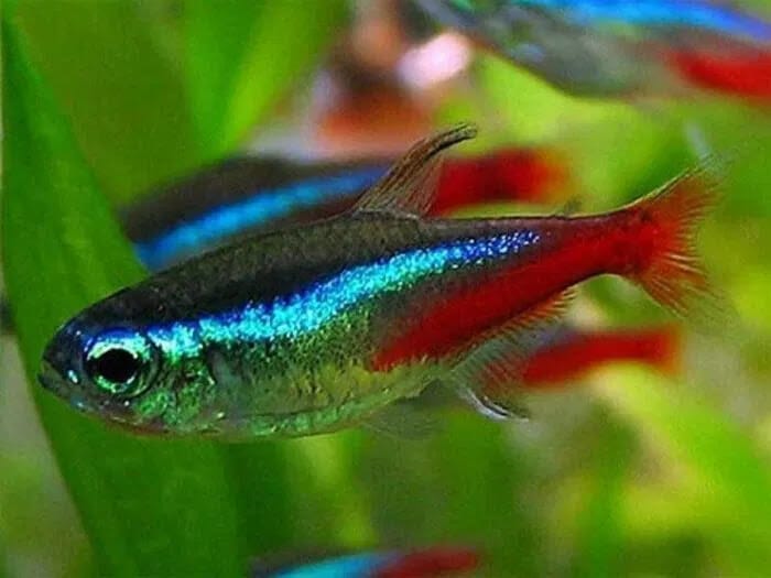 The Ultimate Cardinal Tetra Care Guide: Habitat and Feeding