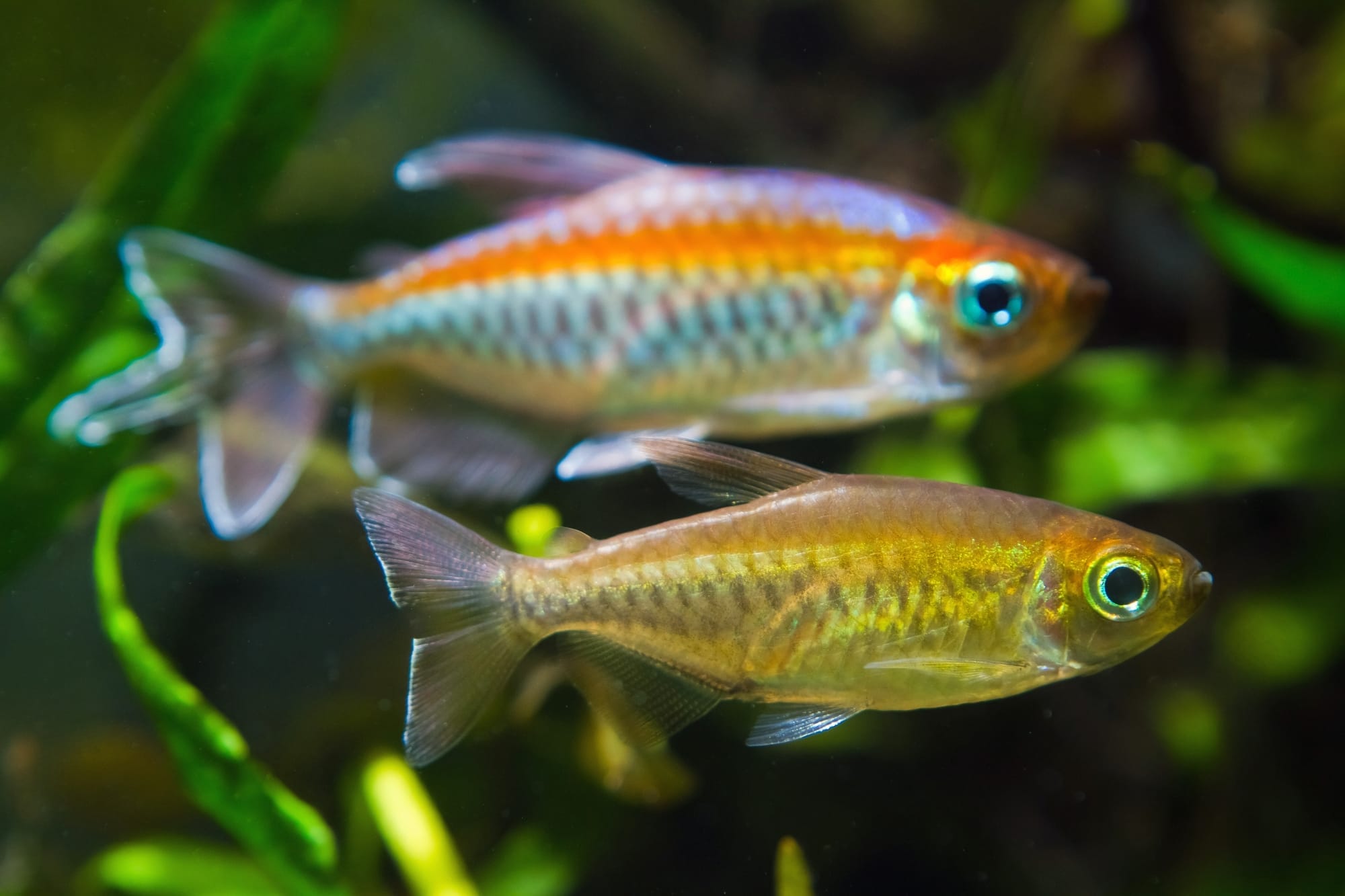 Congo Tetra 101: Habitat, Behavior, and Stunning Aquatic