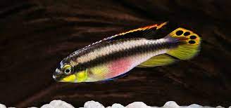 Rainbow Kribensis: The Amazing Cichlid